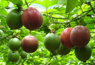 农业种植:百香果种植技术以及田间管理事项